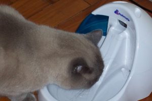 Vale a pena comprar uma fonte de água para gatos?