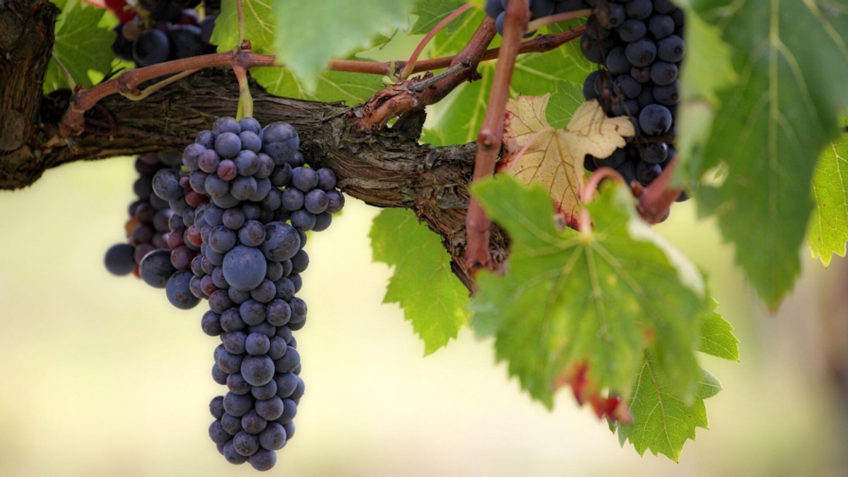 Entenda as diferenças entre sete tipos de uva para vinho tinto