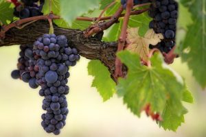 Entenda as diferenças entre sete tipos de uva para vinho tinto