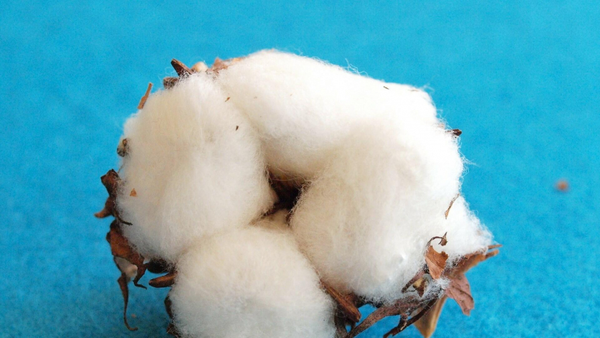 Capa do artigo O que é algodão PIMA: fibra mais durável que a tradicional?