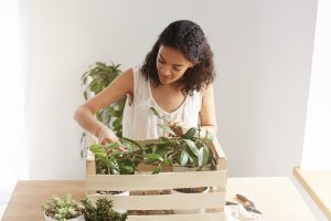 Plantas para apartamento: o que preciso comprar para tê-las?