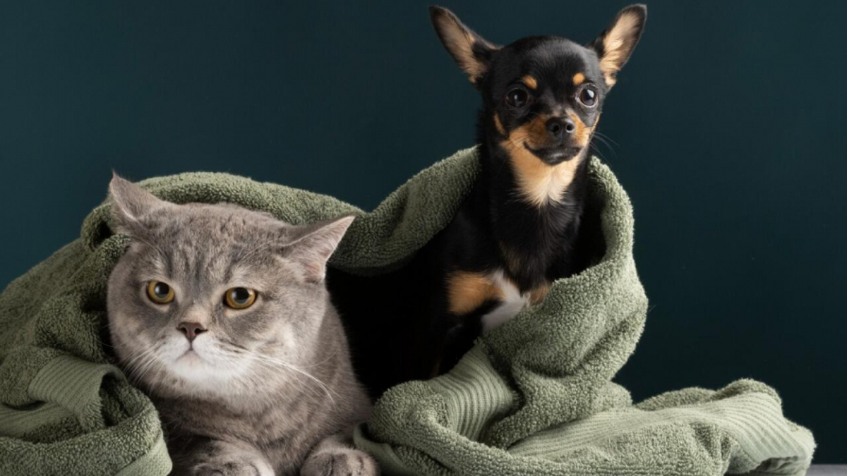 Game permite cuidar de uma casa lotada de gatos