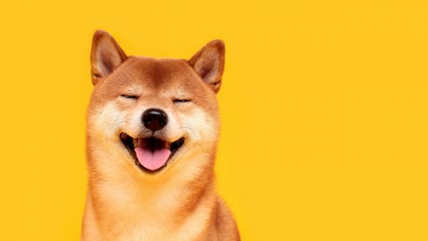Capa do artigo Perfume para cachorro: saiba como deixar seu PET mais cheiroso