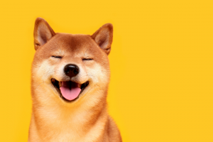 Capa do artigo Perfume para cachorro: saiba como deixar seu PET mais cheiroso