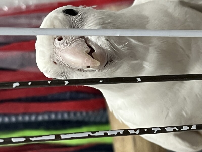 Peidoswaldo