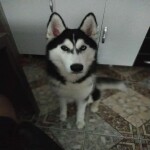 RICARDO